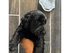 Labradoodle Puppy for sale in Martin, GA, USA