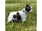 French Bulldog Puppy for sale in Saint Clair, MI, USA