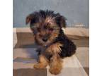 Maltese Puppy for sale in Connersville, IN, USA