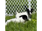 Parson Russell Terrier Puppy for sale in Richmond, IL, USA