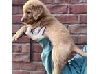 Golden Retriever Puppy for sale in Tupelo, MS, USA