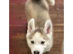 Siberian Husky Puppy for sale in Arlington, VT, USA