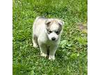 Siberian Husky Puppy for sale in Arlington, VT, USA