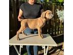 Cane Corso Puppy for sale in Portland, OR, USA