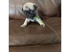 Pug Puppy for sale in Hereford, AZ, USA