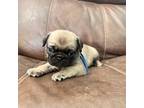 Pug Puppy for sale in Hereford, AZ, USA