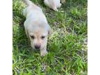 Labrador Retriever Puppy for sale in Matthews, NC, USA