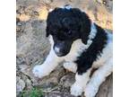 Mutt Puppy for sale in Hedgesville, WV, USA
