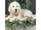 Goldendoodle Puppy for sale in Elkland, MO, USA