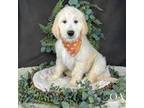 Goldendoodle Puppy for sale in Elkland, MO, USA