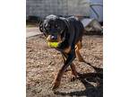 Harley Rottweiler Young Male