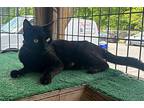 Everton Domestic Shorthair Young Female