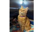 Sir Cheese Puff Domestic Shorthair Young Male