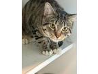 King Domestic Shorthair Adult Male