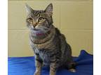 Lorry - 39591 Domestic Shorthair Young Female