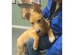 Chevy Mixed Breed (Medium) Puppy Male