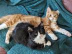 Ace Domestic Longhair Kitten Male