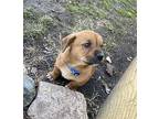 (ba) King Mixed Breed (Medium) Puppy Male