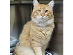 Hercules - 39554 Domestic Longhair Young Male