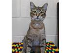 Patty - 39543 Domestic Shorthair Young Female