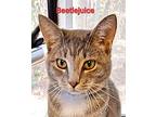 Beetlejuice Domestic Shorthair Young Male