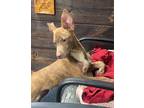 Pablo Mixed Breed (Medium) Puppy Male