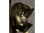 Strummer Domestic Shorthair Kitten Male