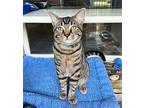 GOOSE Domestic Shorthair Young Male