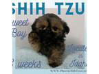Shih Tzu Puppy for sale in Hayden, ID, USA