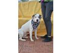 Oira American Pit Bull Terrier Adult Female