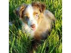 Miniature Australian Shepherd Puppy for sale in Merced, CA, USA