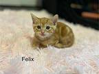 Felix Domestic Shorthair Young Male
