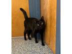 Toothless Domestic Shorthair Young Male