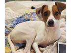 Tigger in Richmond, IN Jack Russell Terrier Young Male