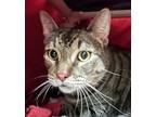 Chris Domestic Shorthair Adult Male