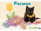 Pacman Domestic Shorthair Kitten Male