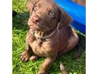 Labrador Retriever Puppy for sale in Richfield, WI, USA