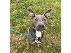 Pike Russell American Pit Bull Terrier Adult Male