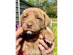 Ghair Mixed Breed (Medium) Puppy Female