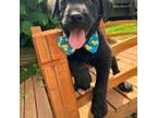 Labrador Retriever Puppy for sale in Mount Airy, NC, USA