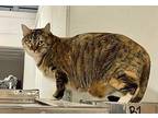 Creole (FERAL) Domestic Shorthair Adult Female