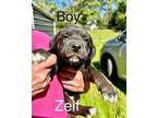 Zelf Mixed Breed (Medium) Puppy Male