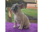 French Bulldog Puppy for sale in Muskegon, MI, USA
