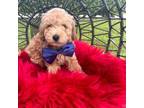Poodle (Toy) Puppy for sale in Fort Lauderdale, FL, USA