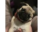 Pug Puppy for sale in Lake City, FL, USA