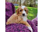 Golden Mountain Dog Puppy for sale in Peshtigo, WI, USA