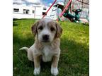 Golden Mountain Dog Puppy for sale in Peshtigo, WI, USA