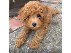 Poodle (Toy) Puppy for sale in Crockett, TX, USA