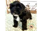 Schnauzer (Miniature) Puppy for sale in Meridianville, AL, USA