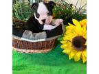 Boston Terrier Puppy for sale in Binger, OK, USA